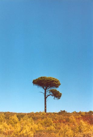 Pin sur les Calanques de Cassis
Mots-clés: calanques Cassis