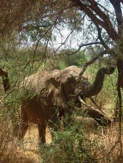 Elephant vers le Lac Manyara, Tanzanie
Lac manyara Tanzanie
Mots-clés: Tanzanie