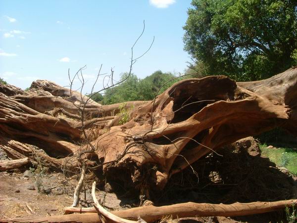 Arbre en Tanzanie
Mots-clés: Tanzanie