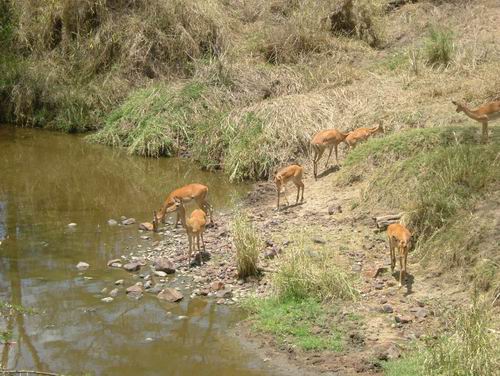 Gazelle en Tanzanie
Mots-clés: Tanzanie
