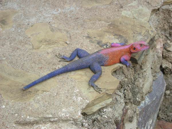 Lezard Serengeti
Mots-clés: Tanzanie