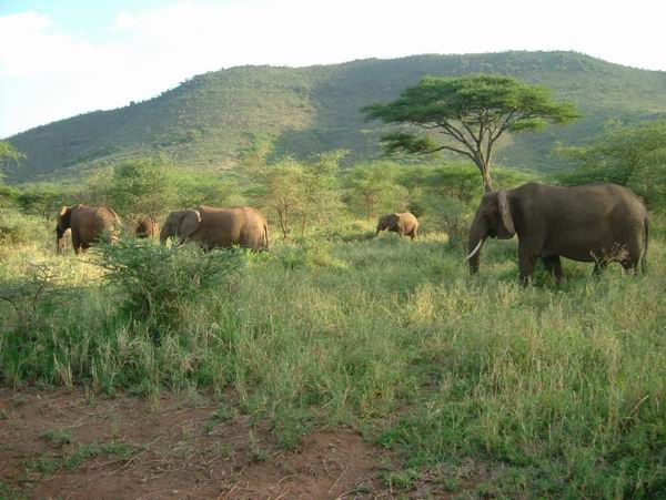 Elephant au parc Serengeti
Mots-clés: Tanzanie