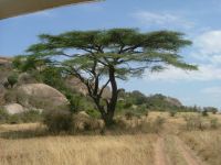 Acaccia Tanzanie.JPG