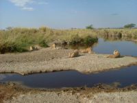 Lions Tanzanie Serengeti.JPG