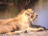 Lions.JPG
