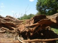 Tanzanie & zanzibar 084.JPG