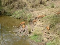 Tanzanie & zanzibar 176.JPG