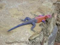 Tanzanie & zanzibar 200.JPG