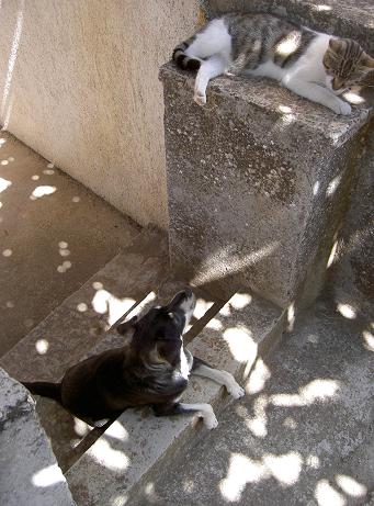 Croatie, le chien sur les marches
