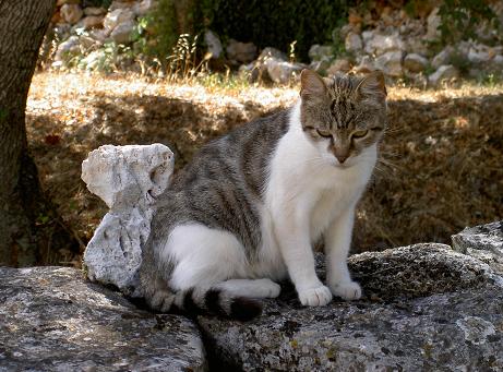 Croatie, le chat chat
