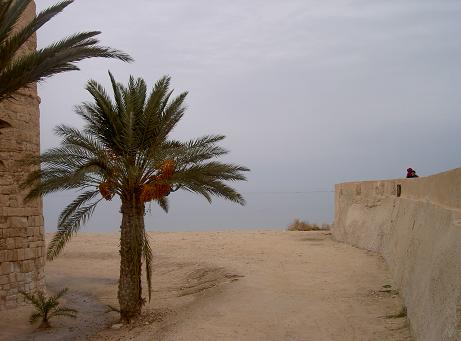 Palmier sur le port d'Houmt Souk, Tunisie
