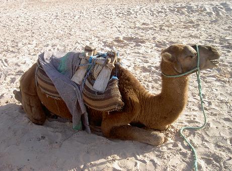 Il fait trop chaud!, Tunisie
