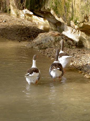 Tunisie, oies dans le ruisseau
