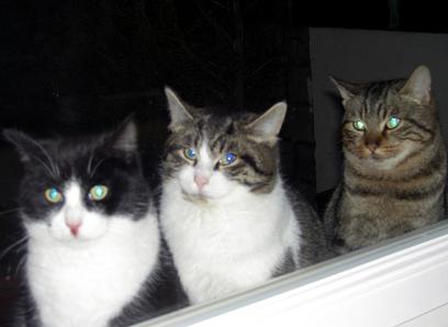 Chats en trio
Mots-clés: chats