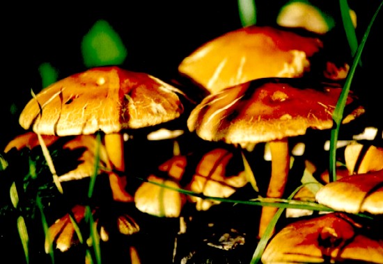 Champignons à Grumesnil
Champignons hallucinants Grumesnil, Seine-Maritime (France)
Mots-clés: flore champignons grumesnil seine-maritime normandie france