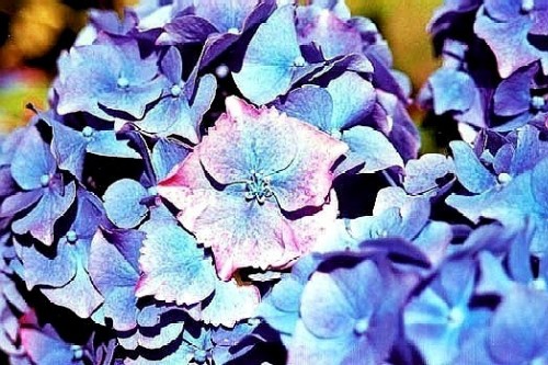 Fleurs d'hortensia Moëlan-sur-Mer
Moëlan-sur-Mer, Finistère (France)
Mots-clés: flore fleur hortensia Moelan-sur-mer Finistere Bretagne France