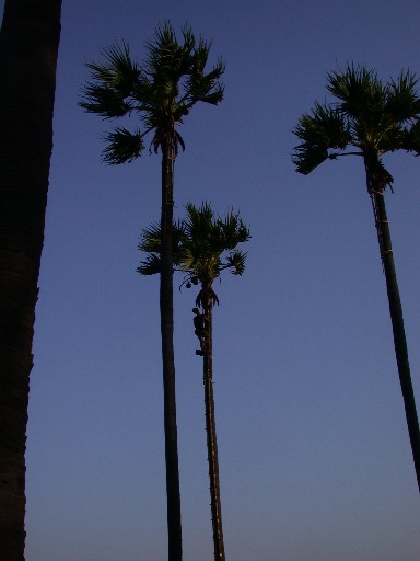 Cueillette de noix de coco au Myanmar
Birmanie
Mots-clés: Asie Birmanie