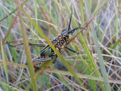 Criquet Malgache 1
Criquet multicolore en macro.
Mots-clés: Madagascar faune criquet