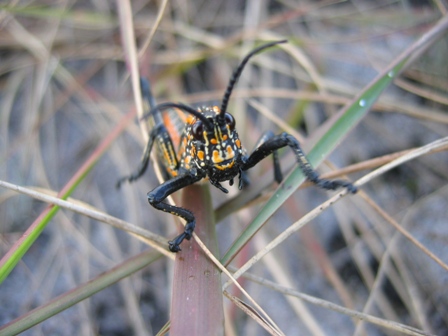 Criquet Malgache
Criquet multicolore en macro
Mots-clés: Madagascar faune criquet