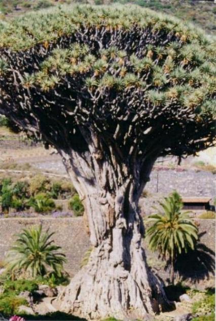 Dragonnier Millénaire situé à Icod de Las Vinos sur l'île de Ténérife
Photo prise en juillet 2000.
Mots-clés: dragonnier Las-Vinos Tenerife