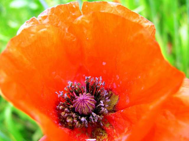 Au coeur d'un coquelicot le voyage aussi commence!
