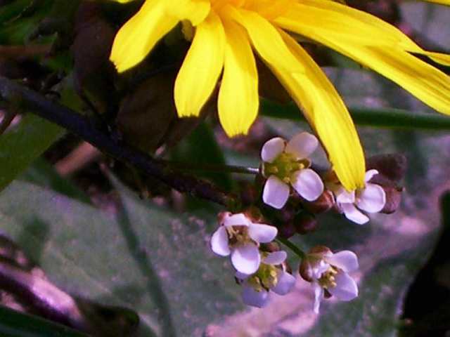 Pissenlit et petite fleur
photo prises en région parisienne, juste baisser les yeux..
Mots-clés: pissenlit fleur paris france plante