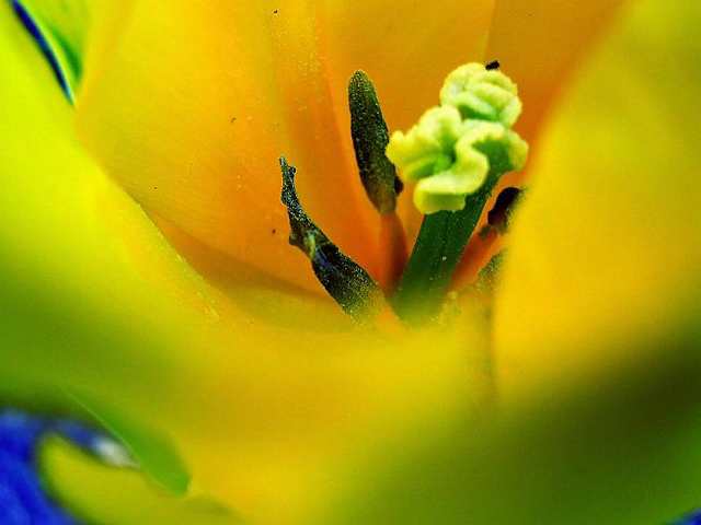 Le coeur d'une tulipe parisienne
Mots-clés: tulipe france paris