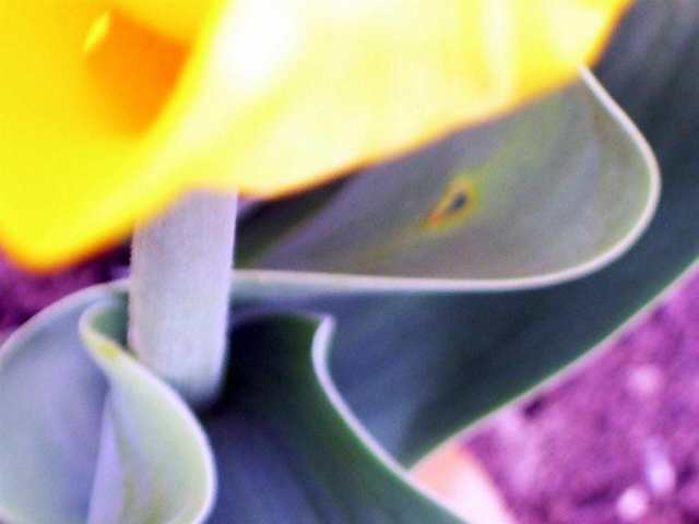 Vertige flou de tulipe
les jolies courbes de cette tulipe, floues et délicieuses sont une invitation au rêv non?
Mots-clés: tulipe courbe tige feuille branche paris mauve france