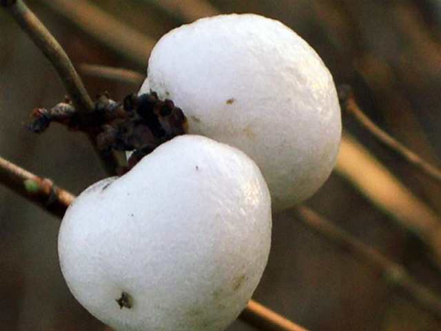 Petites boules blanches en bord de Marne
Mots-clés: plante nature marne paris france