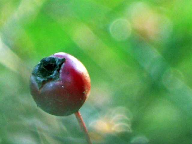 La magie de la nature
Mots-clés: paris france nature plante