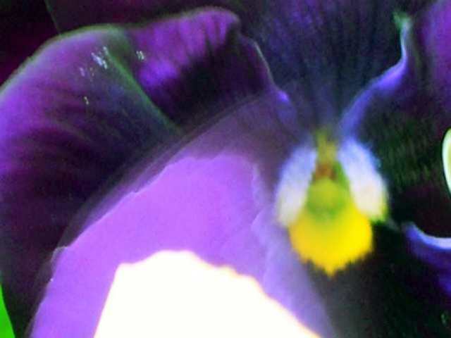 Une pensée en mauve
Mots-clés: floue pensée fleur nature france paris