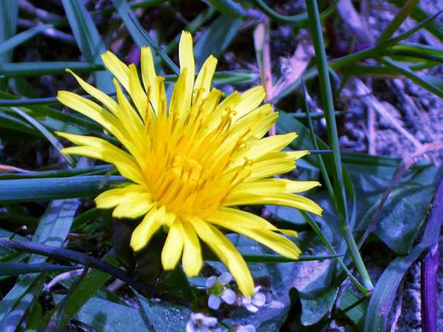 Pissenlit de Paris trilili!
Mots-clés: paris france pissenlit