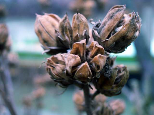 Des plantes au bord de la Marne
hiver
Mots-clés: fleur France Marne