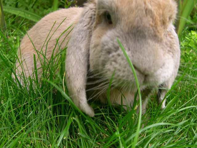 Zoé attaque
le lapin curieux de retour a mangé le hérisson?
Mots-clés: lapin Zoé