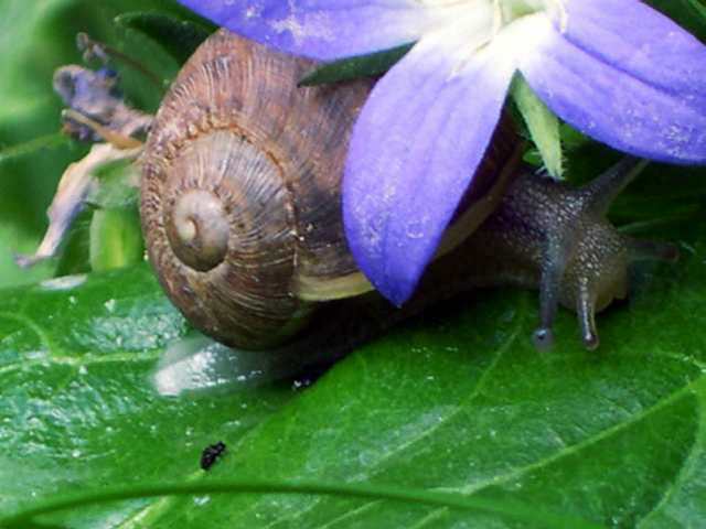 L'escargot mirago
Escargot et fleur
Mots-clés: escargot