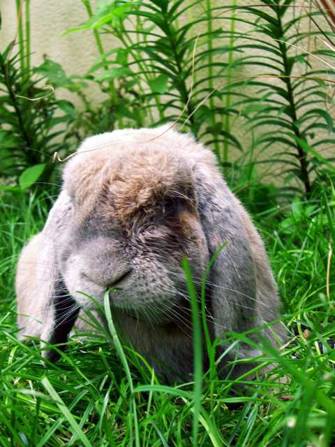 Lapin perlinpimpim
perlinpimpim
Mots-clés: lapin