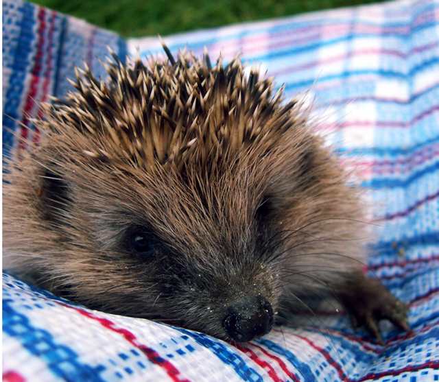 Herisson curieux
Zoé attaque!
Mots-clés: herisson