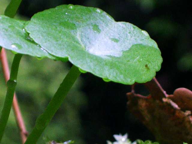Bretagne, petite plantes près d'une cascade
jolies goutelettes
Mots-clés: Bretagne plante eau goutte gouttes