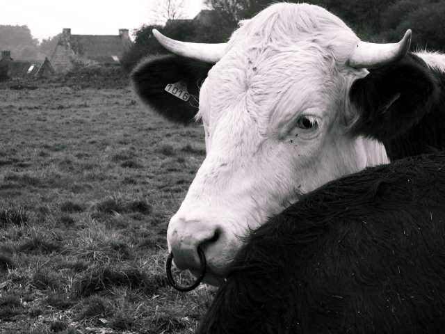 vache de Brehat
la bretagne c'est certes les cochons mais aussi les vaches!!!!
Mots-clés: vaches brehat bretagne