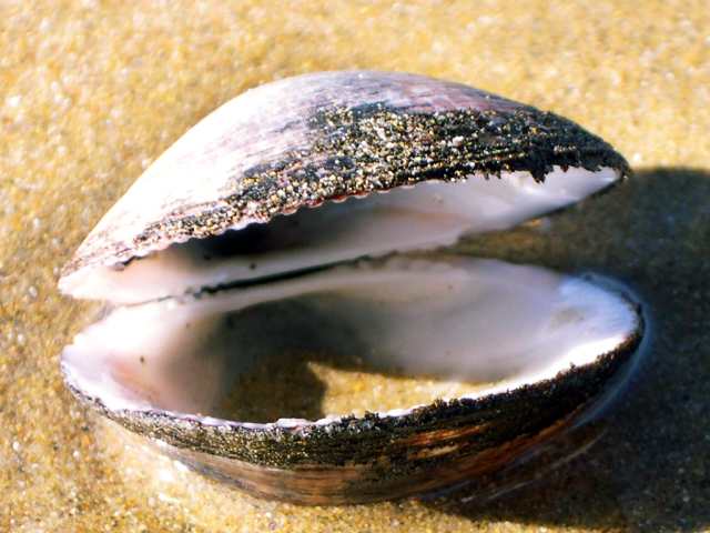 coquillage
joli coquillage  regarde moi dans les yeux...
Mots-clés: coquillage eau bretagne