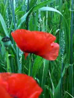 Dans le champ de blé
