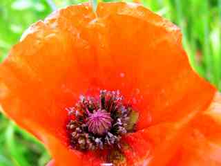 encore la nature, coeur de coquelicot
