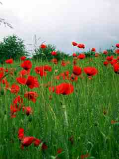 Coquelicots

