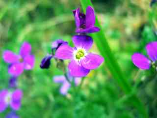 Fleurettes des champs
ah la nature
