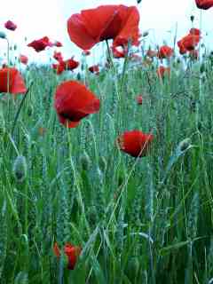 Gentil coquelicot, messieurs, gentil coquelicot mesdames
