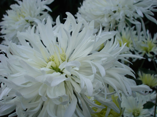 Fleur blanche de dahlias
Mots-clés: fleur