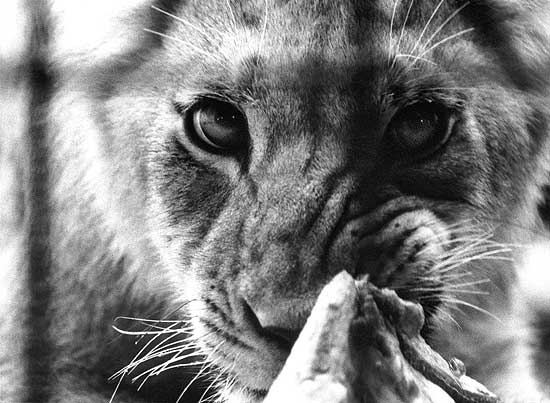 Repas du Lion
Photo furtive d'un lion dévorant son quartier de viande au zoo de Bâle (suisse).
Mots-clés: lion yeux regard repas Bâle zoo
