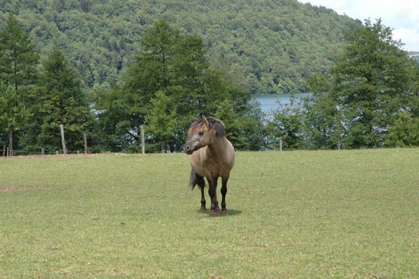 Cheval du Jura
Photo prise dans le Jura
Mots-clés: cheval Jura