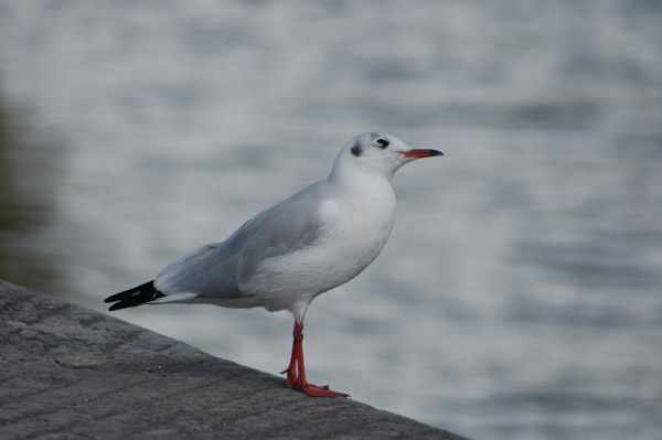 Tu dis.
Mouette curieuse
Mots-clés: mouette