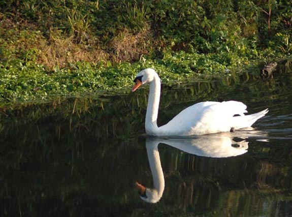 Un cygne
Etang d'Amaury 2004 (Nord de la France)
Mots-clés: Amaury cygne